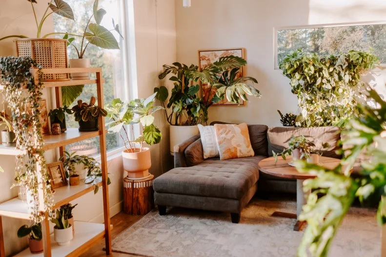 Lots of Houseplants in Living Room, On Shelf, Table and Near Sofa